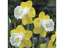 ������� Day_dream.jpg