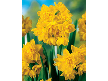 ������� Golden_Rain.jpg