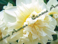 ������� Ice_King.jpg