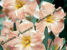 ������� Palmares.jpg