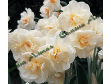 ������� Sir_Winston_Churchill.jpg