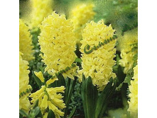 ������� Yellow_Queen.jpg