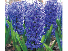 ������� Blue_Jacket.jpg