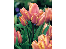 ������� ������ ����, 8,82 � 10. ��������������.