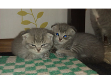 imag0222.jpg