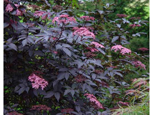������ Sambucus nigra Black Lace - 3,98.