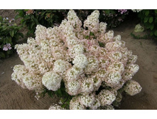 ��������� Hydrangea pan.Bobo - 5,57.