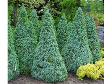 ��� Picea gl.Sanders Blue - 2,39.