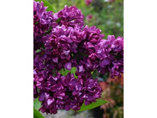 ������ Syringa v.Charles Joly - 3,59.