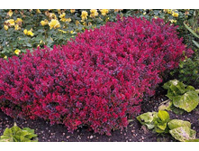 �������� Berberis thunb.Bagatelle - 2,00.