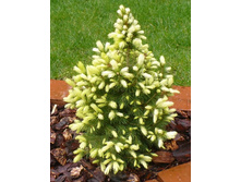 ��� Picea gl.Daisys White - 2,25.