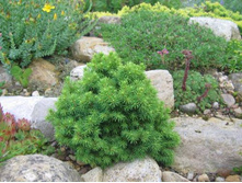 ��� Picea gl.Alberta Globe - 2,39.