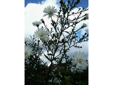 ����� �������