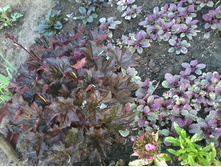 ������� ��������� �����