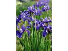 ���� ���������_�������