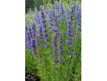 ����� �������������