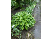 ����� � ���� ������-�������