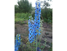 ���������� �������