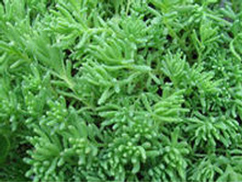 ����� ���������