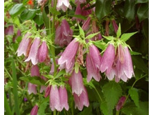 ����������� ��������