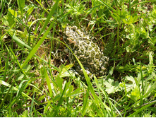 ���� �����������.