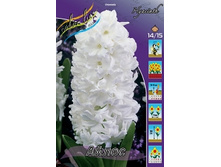 Hyacinth Aiolos 64�. �� 5 ��.jpg