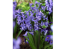 Hyacinth Anastasia 157,2�. �� 5��.jpg