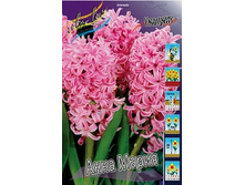 Hyacinth Anna Marie 61,3�. �� 5 ��.jpg