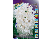 Hyacinth Antarctica 66,8�. �� 5 ��.jpg
