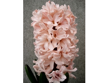 Hyacinth Apricot Star 72,3�. �� 5 ��.jpg
