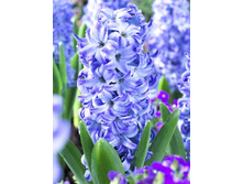 Hyacinth Aqua 83,2�. �� 5��.jpg
