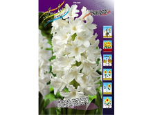 Hyacinth Avalanche 140,8�. �� 5��.jpg