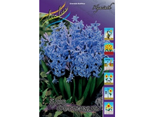 Hyacinth Blue Festival 157,2�. �� 5 ��.jpg