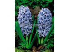 Hyacinth Blue Giant 66,8�. �� 5��.jpg