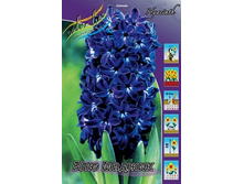 Hyacinth Blue Magic 96,9�. ��  5 ��..jpg