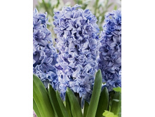 Hyacinth Blue Tango 127,1�. �� 5 ��.jpg