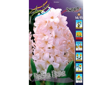 Hyacinth China Pink 66,8�. �� 5��.jpg