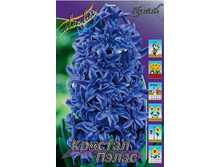 Hyacinth Crystal Palace 181,9�. �� 5 ��..jpg