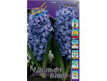Hyacinth Delft Blue 55,8�. �� 5 ��.jpg