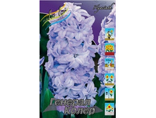 Hyacinth General Kohler 181,9�. �� 5 ��.jpg