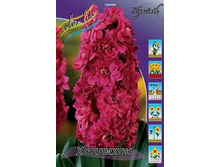 Hyacinth Hollyhock 209,3�. �� 5 ��..jpg