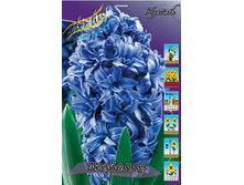 Hyacinth Isabelle 143,5�. �� 5��..jpg