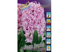 Hyacinth Lady Derby 69,5�. �� 5��.jpg