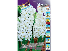 Hyacinth L'innocence 72,3� �� 5��.jpg