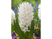 Hyacinth Louvre 61,3�. �� 5��.jpg