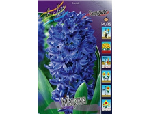 Hyacinth Marie 60,2�. �� 5��..jpg