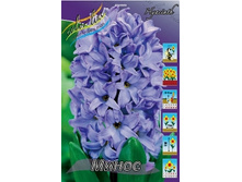 Hyacinth Minos 61,3�. �� 5 ��..jpg