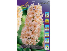 Hyacinth Odysseus 75�. �� 5 ��..jpg