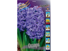 Hyacinth Ostara 64�, �� 5��.jpg