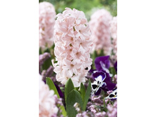 Hyacinth Pink Elefant 69,5�. �� 5��.jpg